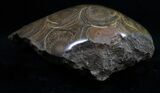 Polished Fossil Coral Head #10382-2